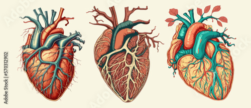 Anatomical human heart sketch isolated on white background Vintage antique internal anatomy art, ink drawing isolated on white background.