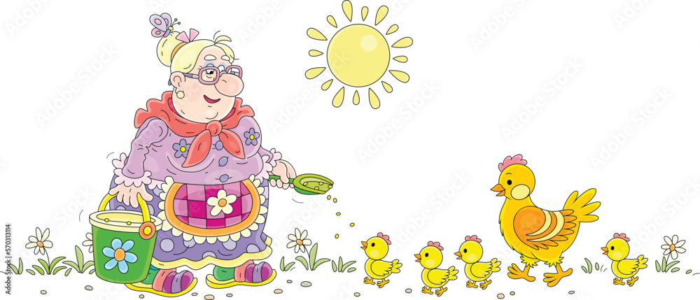 Funny granny feeding her hen and brood of merry yellow chicks with grains from a bucket on a warm summer morning, vector cartoon illustration isolated on a white background