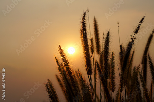Silhouette flowers grass sunset background © buraratn