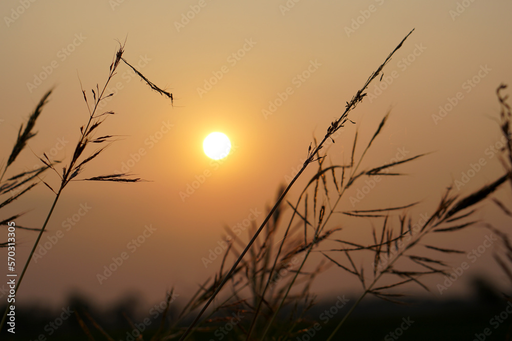Silhouette flowers grass sunset background Silhouette flowers grass sunset background