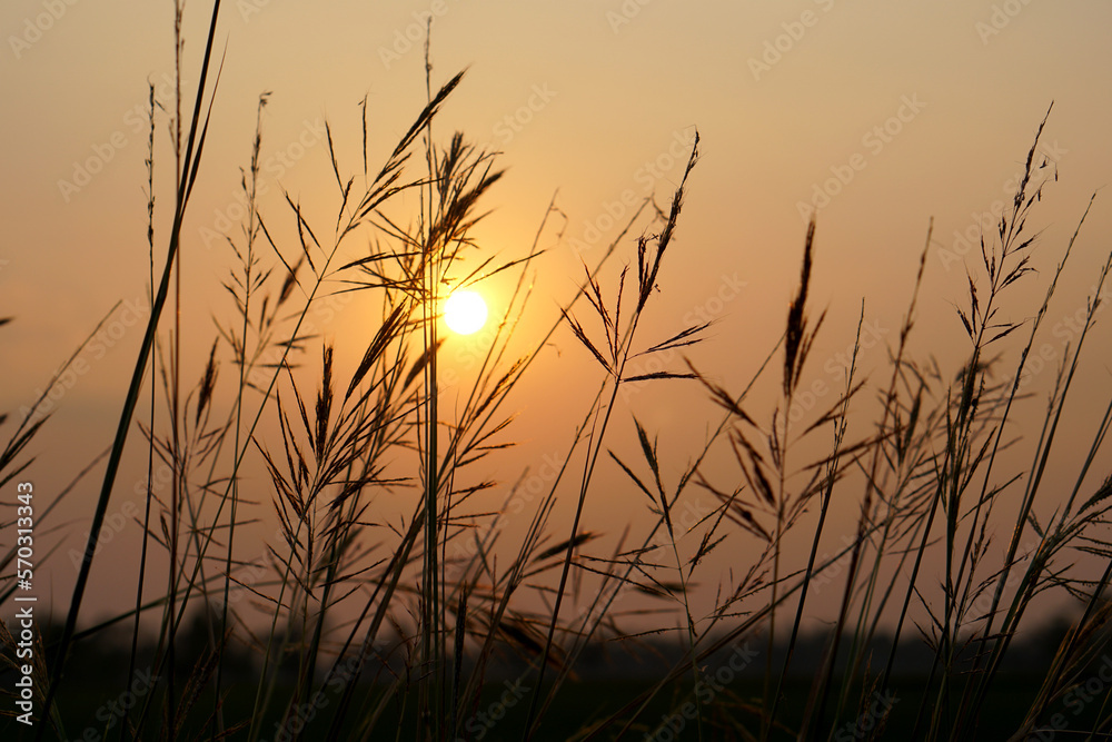 Fototapeta premium Silhouette flowers grass sunset background