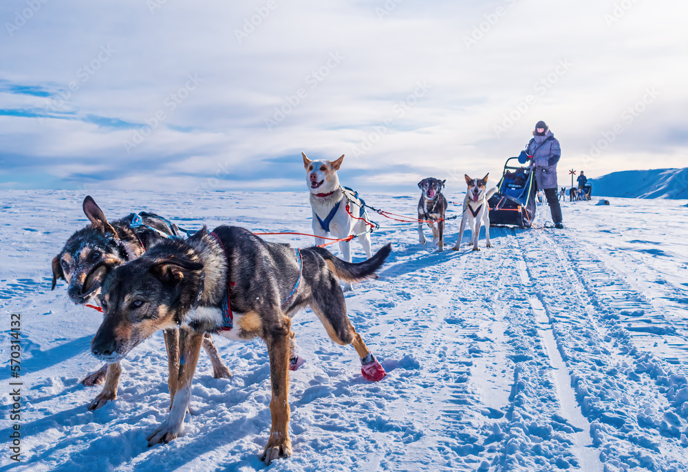Naklejka premium Musher behind sleigh with sled dogs on snow in winter