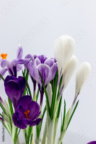 Spring postcard. Folet and white crocuses on a white background. Side view