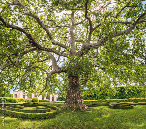 A large bushy tree in the sunlight in the castle garden. A manicured green lawn with a building in the background.