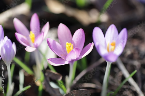 First spring violet flowers with yellow pollen among green grass under sun