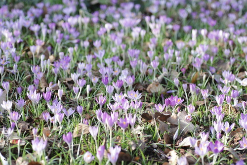 First spring violet flowers with yellow pollen among green grass under sun