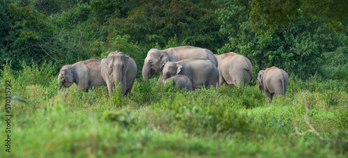 Asian wild elephant is walking in the forest at KuiBuri National park, Thailand.