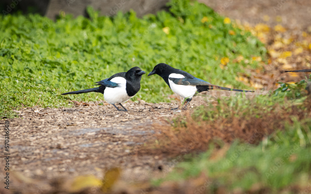 Magpies couple (Pica pica). Two birds stand close to each other. Green grass background. Two black and white birds with colorful tails. Magpies couple (Pica pica). Two birds stand close to each other. Green grass background. Two black and white birds with colorful tails.