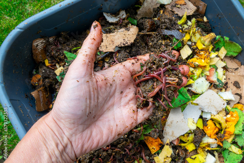 Obraz na płótnie Hand holding worms in a worm composter with food waste, home compost, ecological fertilizer w salonie