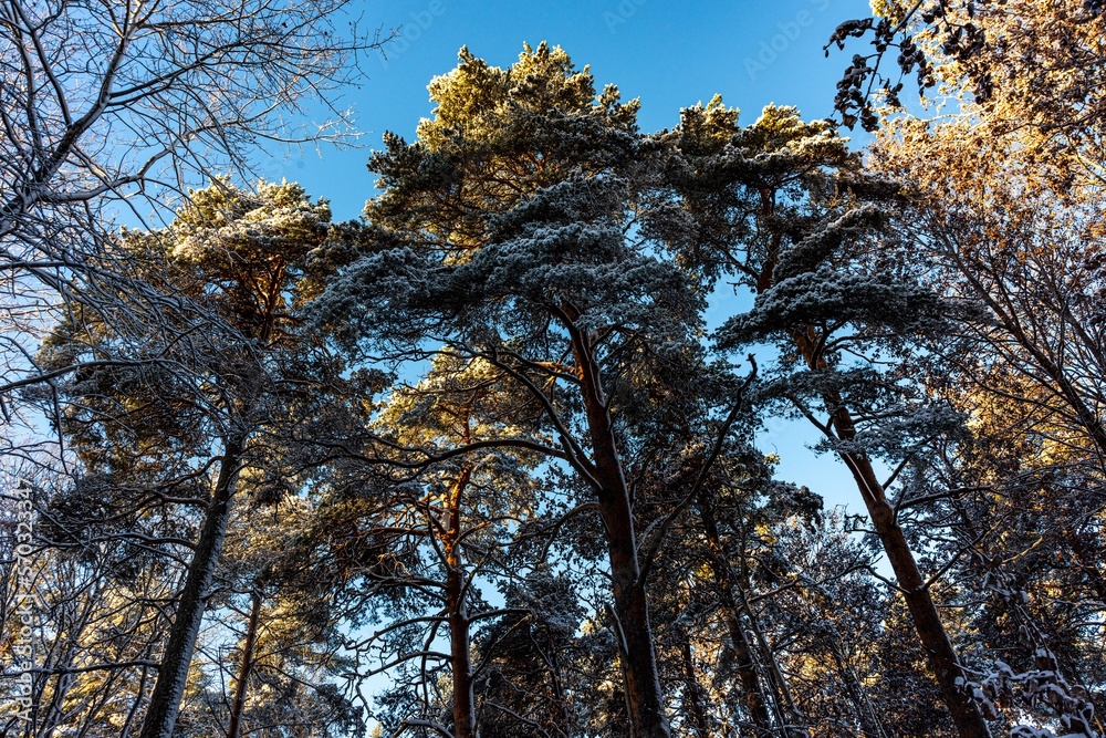 Fototapeta premium trees and sky