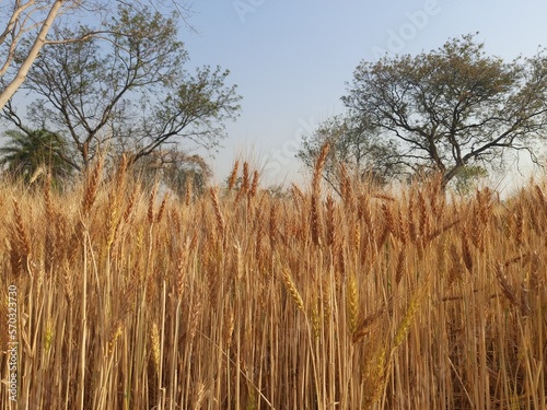 Panoramic view of golden wheat field in clear sunny day. Meadow and blue sky. wheat field under blue sky in India . Beautiful view of golden agricultural field.  