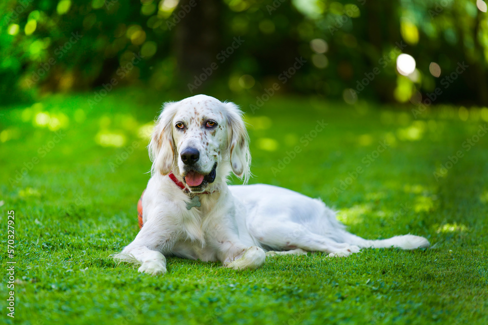 tenero cane che riposa nel prato tenero cane che riposa nel prato
