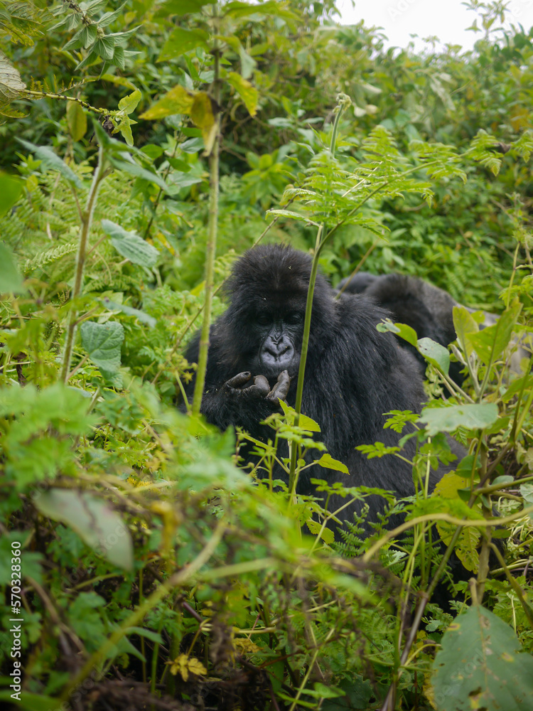 Fototapeta premium The symbol of primate