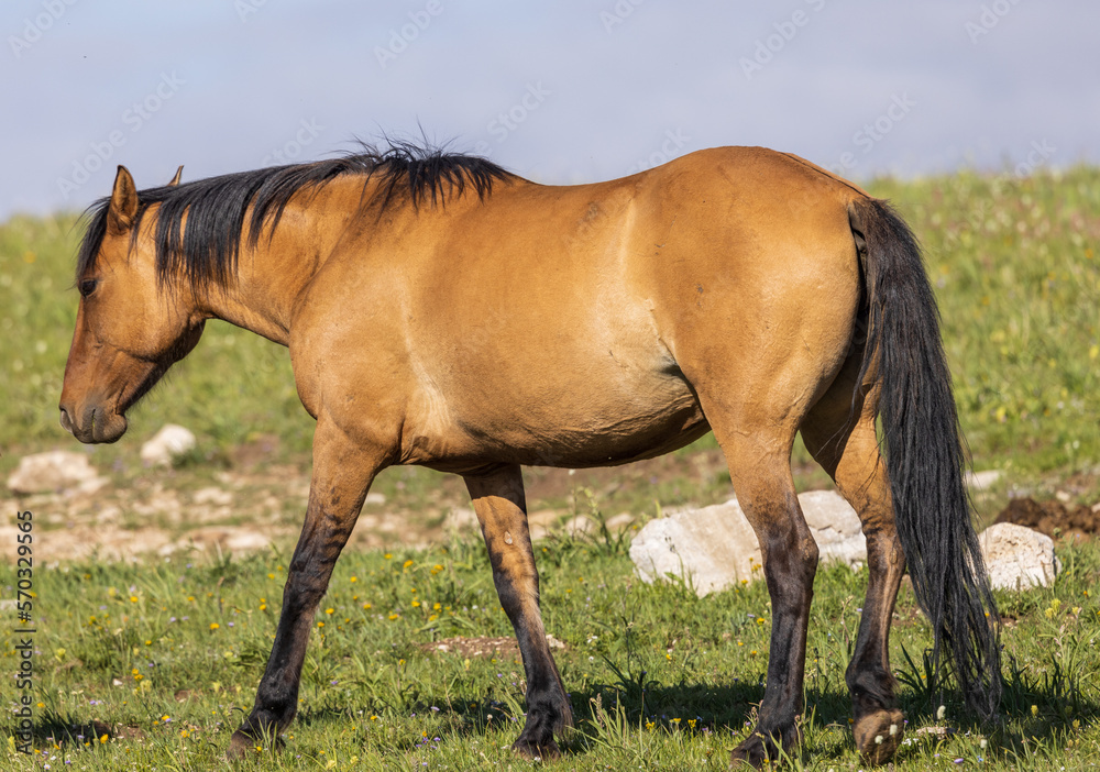 Wild Horse in the Pryor Mountains Montana in Summer