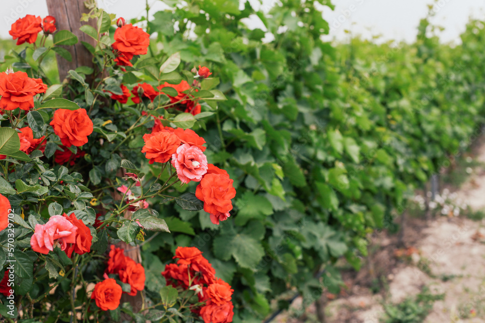 A bush of red roses on a vineyard 