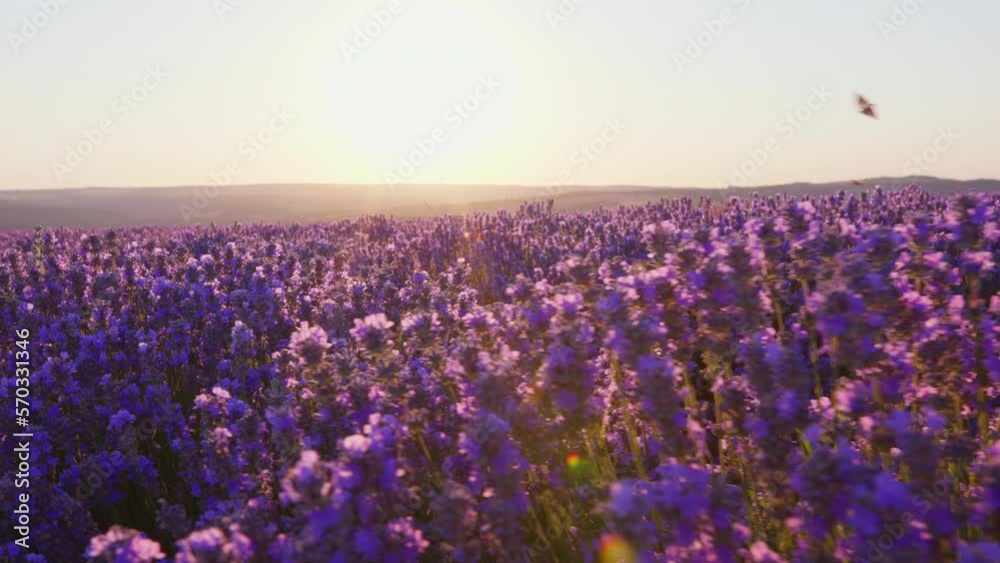 Butterflies Flying on Large purple lavender field with blooming at sunset of day slow motion slide summer. View of field of large bushes of lavender slow motion. Relax. Lens flare
