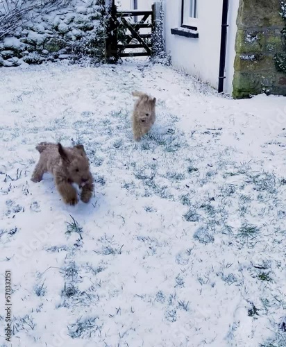 dogs playing, dogs playing in snow, cavapoo puppies playing in snow, cavapoo photo