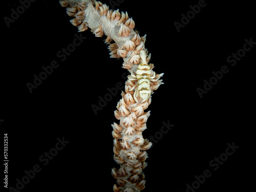 Close up of a whip coral shrimp
