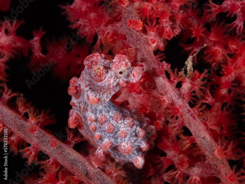 Pygmy Seahorse - Bargibanti