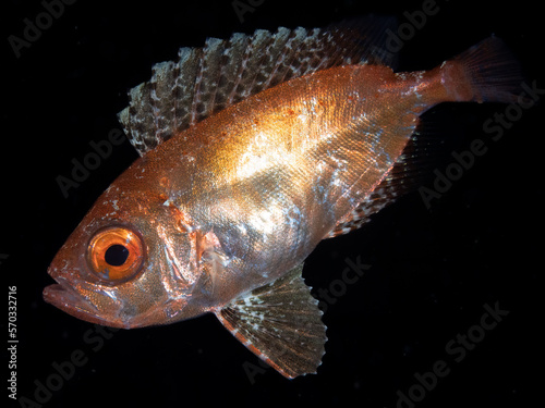 Close up fish photo