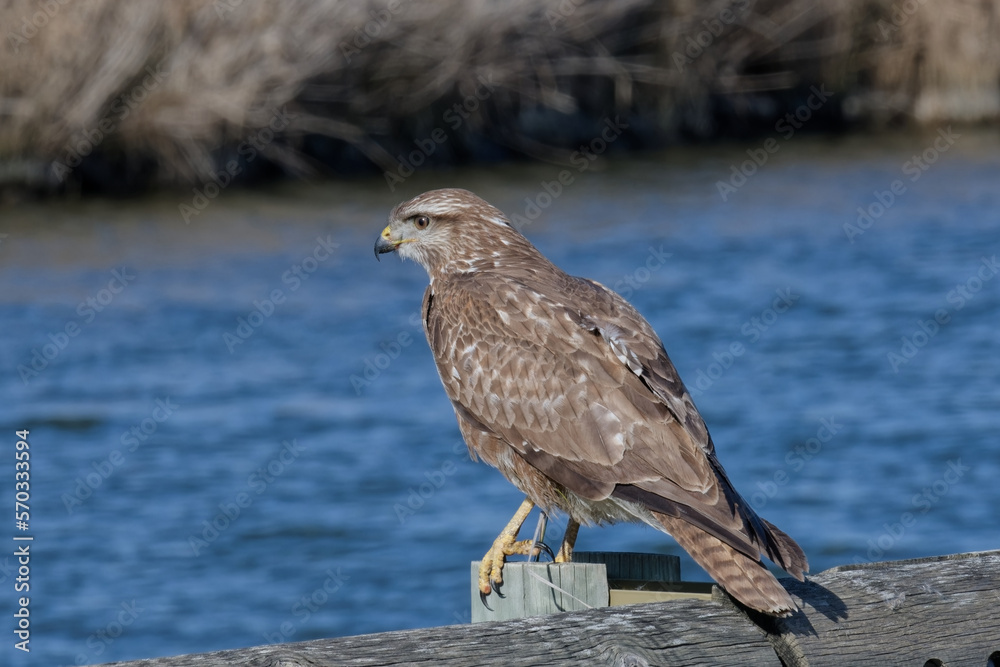 Fototapeta premium buse variable - buteo buteo