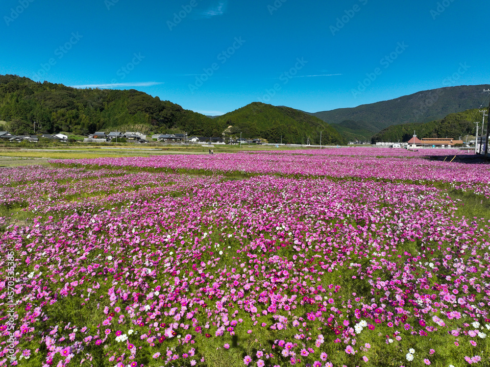 愛媛県宇和島市　みまのコスモス畑