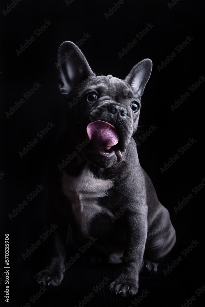 Welpe der französischen Bulldogge leckt sich nach dem Essen.