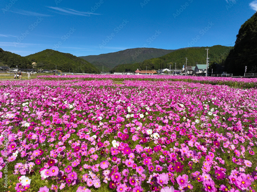愛媛県宇和島市 みまのコスモス畑 愛媛県宇和島市 みまのコスモス畑