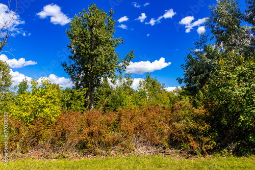 Tillebrook Provincial Park Alberta Canada photo