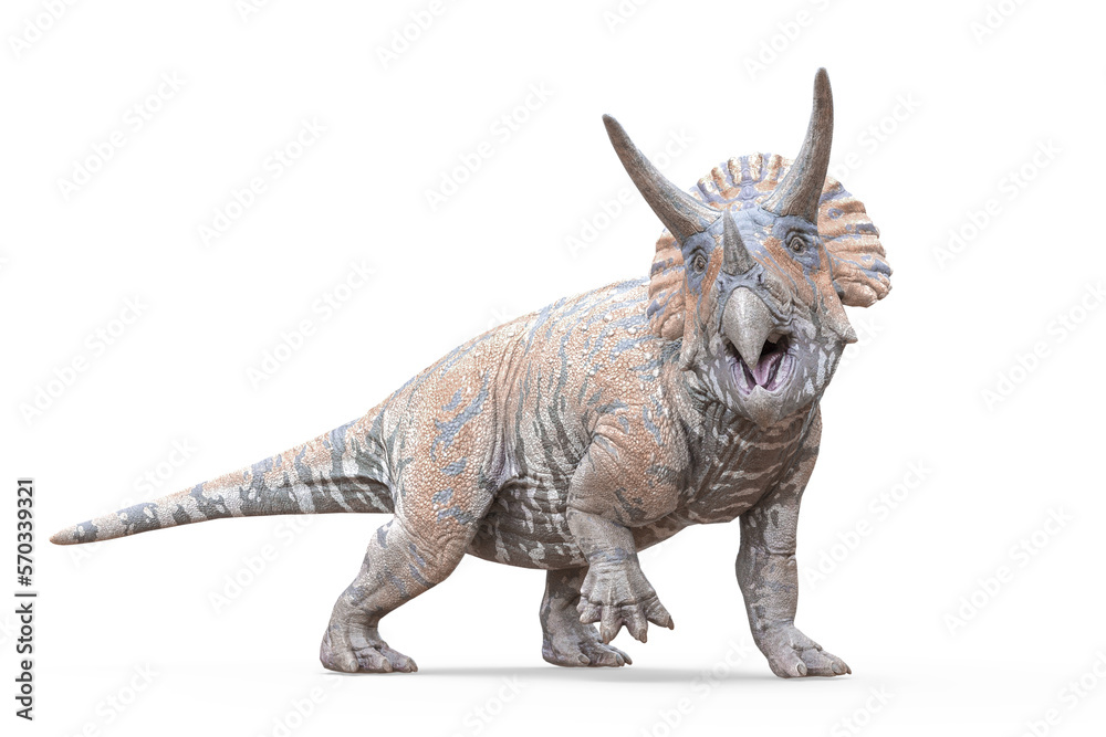 triceratops looking for food on white background