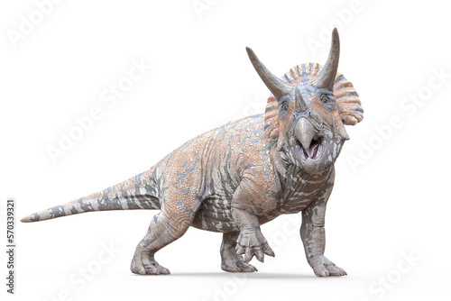 triceratops looking for food on white background © DM7