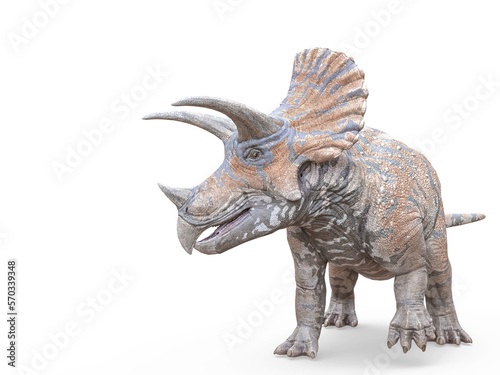 triceratops on white background pose one