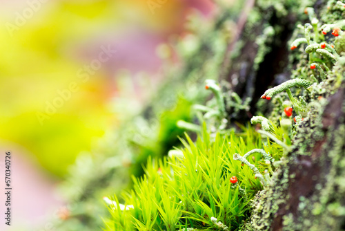 Red plants growing on moss
