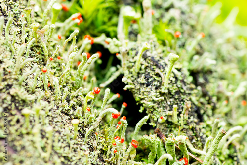 Red plants growing on moss