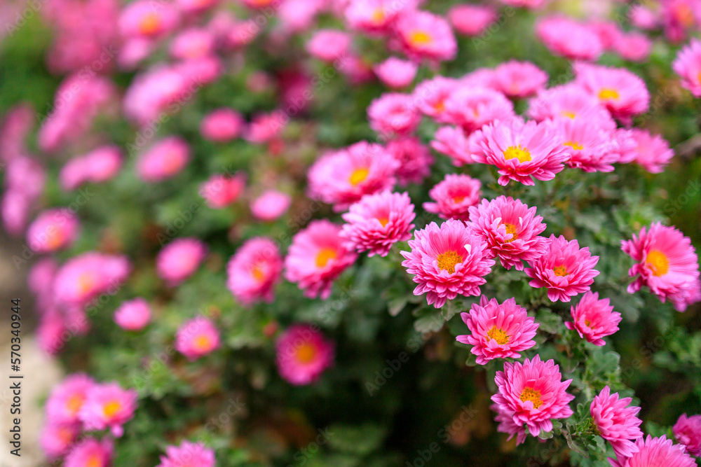 Chrysanthemums in the city flower bed. Flowers in an urban environment. Background, selective focus Chrysanthemums in the city flower bed. Flowers in an urban environment. Background, selective focus