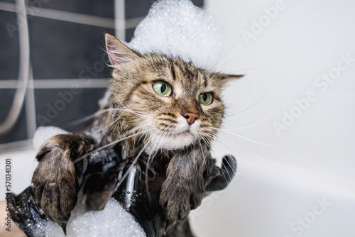 Washing the cat in the bathroom. animal care procedure