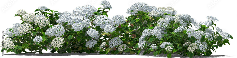 hortensia flower shrub hq arch viz cutout shadow 70% light blue hortensia flower shrub hq arch viz cutout shadow 70% light blue