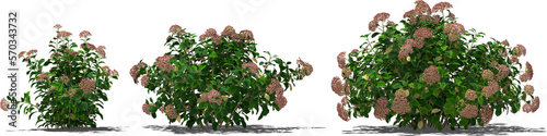 Fényképezés hortensia flower shrub hq arch viz cutout shadow 70% indian red