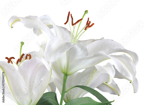 White Lilies side view transparent png file  
