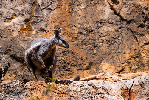 Beautiful endangered Black-flanked rock-wallaby (warru) jumping on the rocks spotted in Yardie Creek, Cape Range National Park, Western Australia