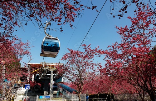 Obraz na plátně Cable cars fly over fiery cherry blossom trees (Sakura), connecting Sun Moon Lak
