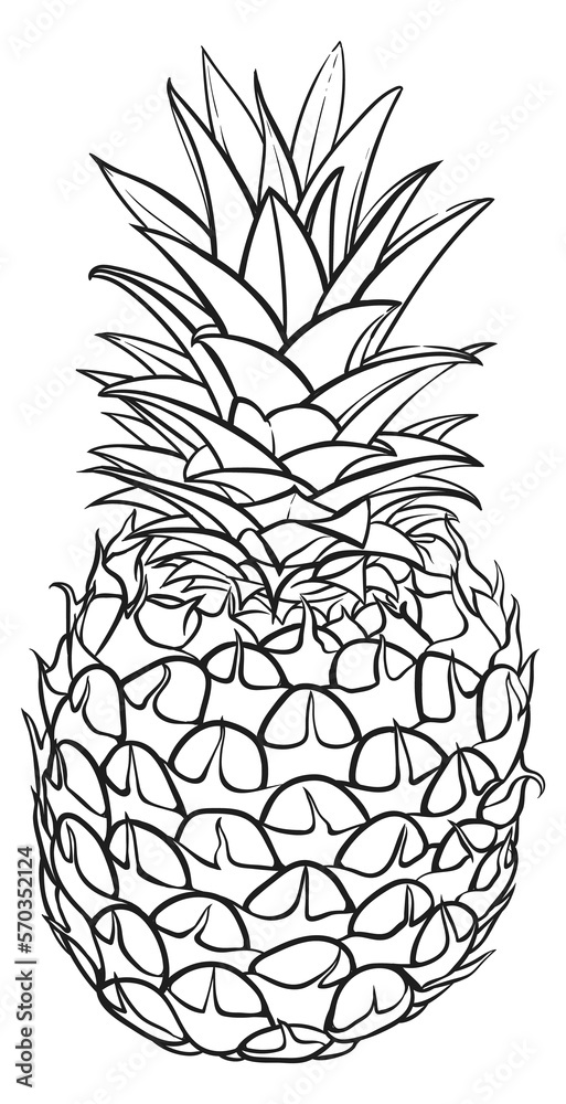 Pineapple sketch. Nature fresh fruit line drawing Pineapple sketch. Nature fresh fruit line drawing