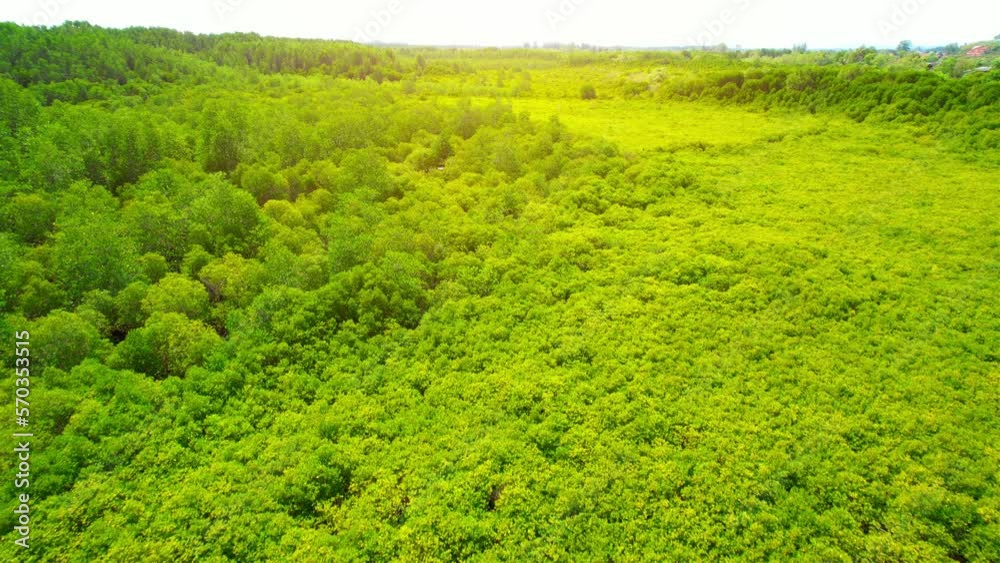 Vast green and gold mangrove forests in tropical, various species of mangrove trees and their roots, which act as a filter to absorb nutrients and prevent soil erosion. Nature concept. Thailand
Vast green and gold mangrove forests in tropical, various species of mangrove trees and their roots, which act as a filter to absorb nutrients and prevent soil erosion. Nature concept. Thailand
