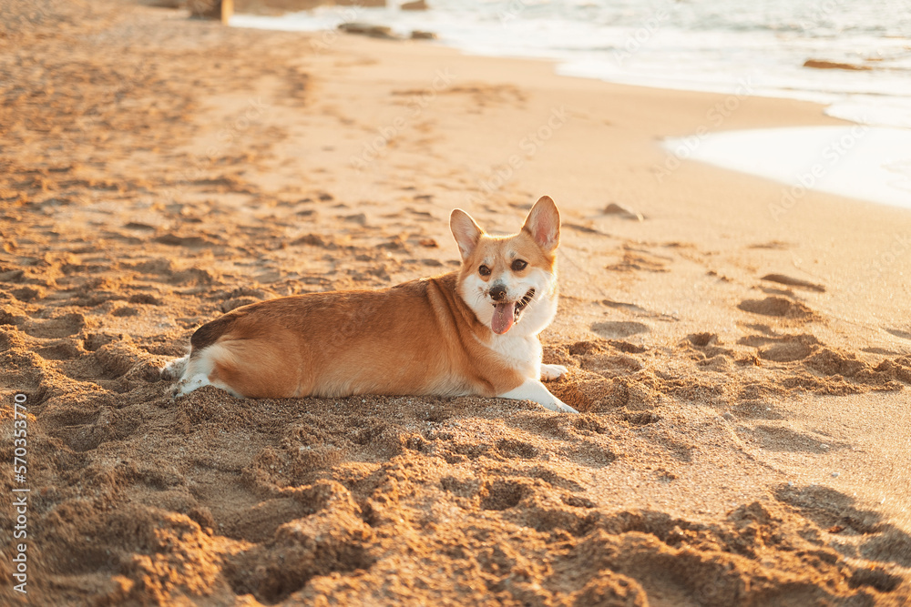 Corgi dog lies on the sand near the sea. 