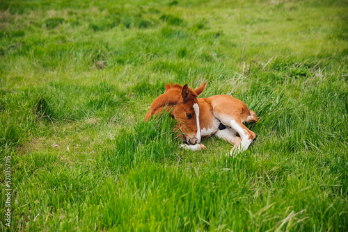 horse foal lying on green grass in a field