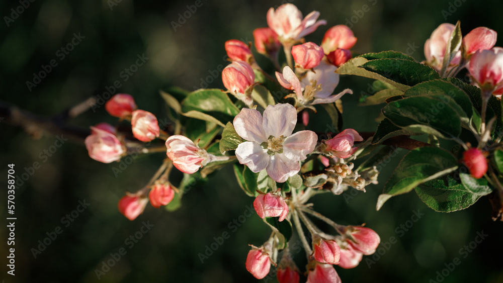 Blooming apple tree in, Lithuania. The photo is suitable as a gift card. Blooming apple tree in, Lithuania. The photo is suitable as a gift card.