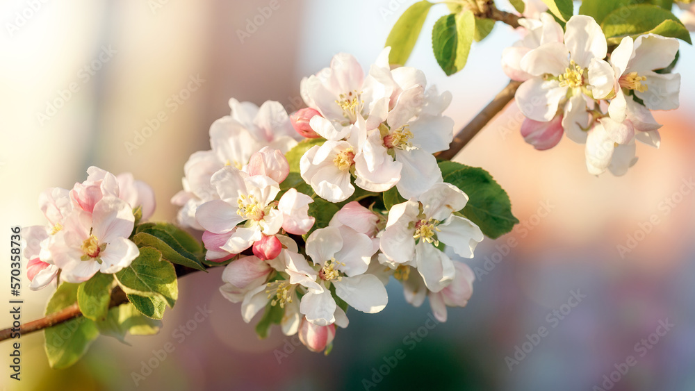 A playful and festive photo of spring apple blossoms, suitable as a gift card or decoration for Easter holidays.