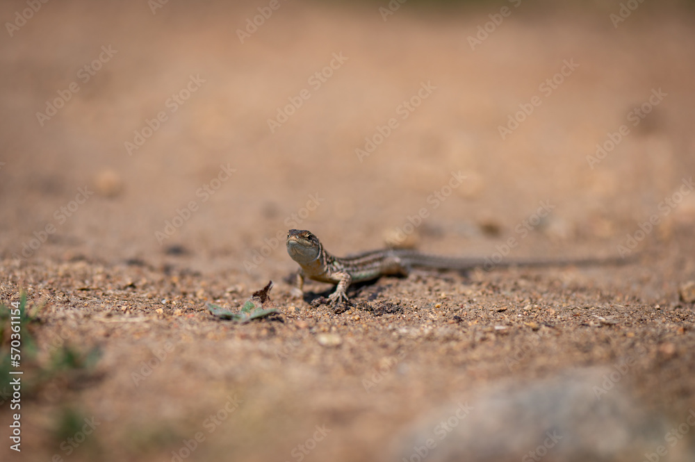 small grey lizard romanian national park mountains munti macin above danube rocks and green meadows small grey lizard romanian national park mountains munti macin above danube rocks and green meadows