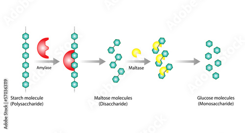 Carbohydrates Digestion. Amylase and Maltase Enzymes catalyze Polysaccharide Starch Molecule to Disaccharide Maltose Molecules, glucose Sugar Formation. Scientific Diagram. Vector Illustration.