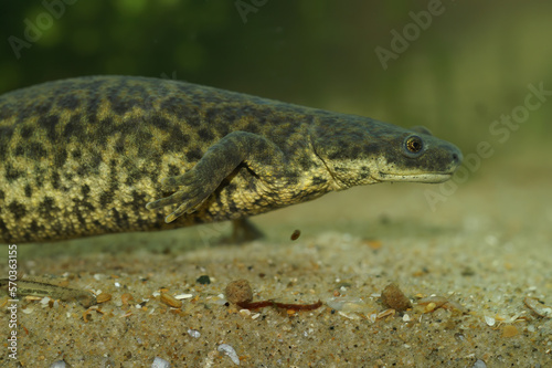 Closeup on an aquatic endangered African Algerian ribbed newt  Pleurodeles nebulosus underwater